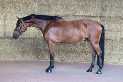 hunter Dutch Warmblood Hunter photo 2