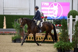 Uptown Girl Hanoverian Hunter photo 2