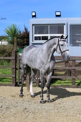 Chicaro S Warmblood Jumper photo 5