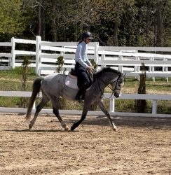Hampton Blues Pixieland Welsh Cross Hunter photo 4