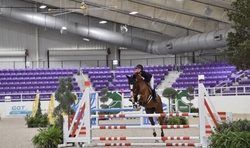 ORLANDO Dutch Warmblood Hunter photo 7