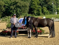 Home Run Bound Welsh Cross Hunter photo 7