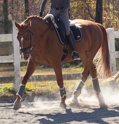 Desmond Warmblood Jumper photo 2