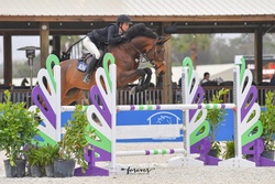 AF Avant'e Zangersheide Jumper photo 3
