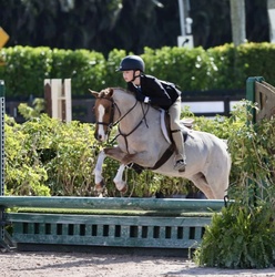 DELIGHTED Welsh Pony Hunter photo 4