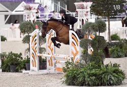 Duchess Argentinian Warmblood Jumper photo 1