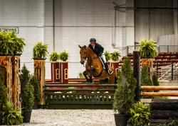 Colman’s Loverboy Oldenburg Hunter photo 2