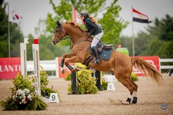 Sunny Belgian Warmblood Jumper photo 9