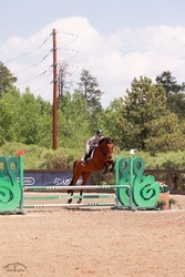 Perfect Dreamretto Dutch Warmblood Hunter photo 2