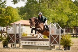 Guru Dutch Warmblood Hunter photo 5
