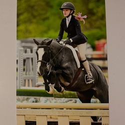 Picturesque Hats Off Welsh Cross Hunter photo 1
