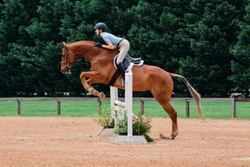 Sir Pepper German Warmblood Hunter photo 1
