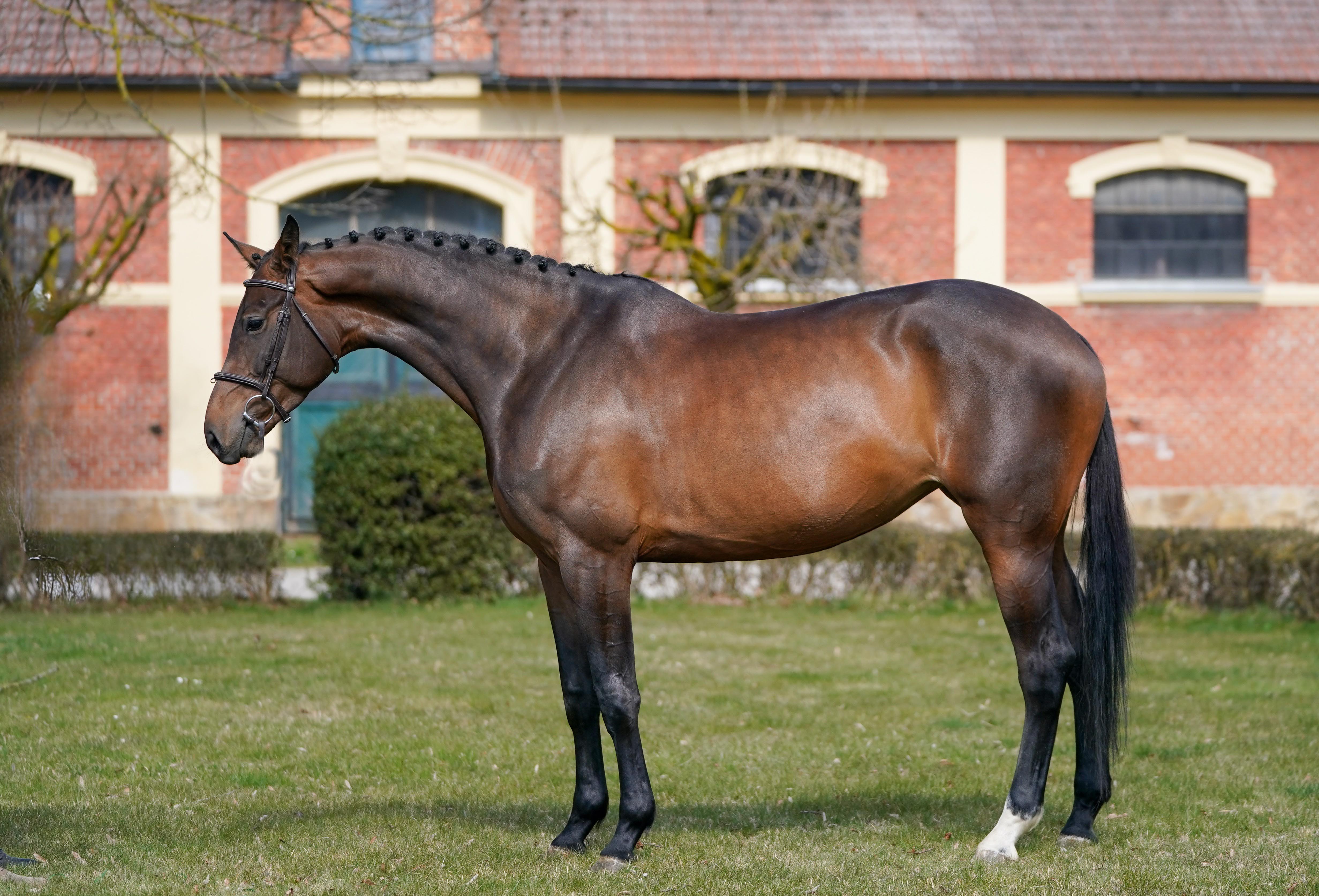 2020 16.3 hand Czech Warmblood Mare BIGEQ +