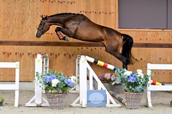 Antares van ’t Zandven Warmblood Jumper photo 2