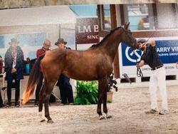 Novella Oldenburg Hunter photo 5