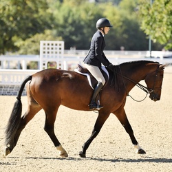 Monaco Dutch Warmblood Equitation photo 11
