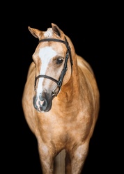 Smoked Short Stack Welsh Pony Hunter photo 8
