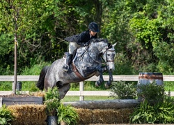 Ohio VDL Dutch Warmblood Hunter photo 2