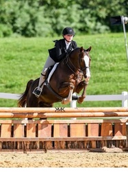 Acorn Welsh Cross Hunter photo 2
