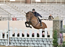 Cascorrado Belgian Warmblood Equitation photo 7