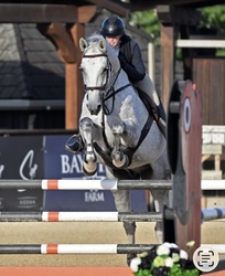 DAKITO P Hanoverian Jumper photo 6