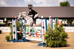 Karma B Dutch Warmblood Jumper photo 1