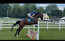 Wicked Americano Hanoverian Jumper photo 5