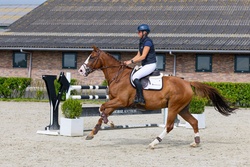 Jerico des Forets Selle Francais Jumper photo 4