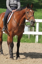 Oakley Warmblood Hunter photo 5
