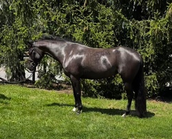 A Knack For Bling Welsh Pony Hunter photo 3