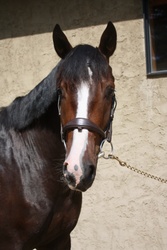Timeless Dutch Warmblood Jumper photo 2