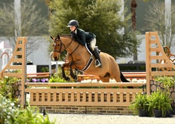 Joly’s Gella New Forest Pony Hunter photo 2