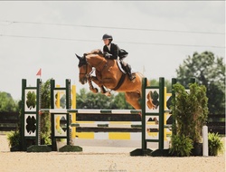 Nadal Warmblood Jumper photo 1