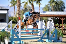 Glad Tidings “Belfast” Zangersheide Jumper photo 4
