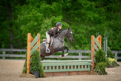 Raspberri Jam Welsh Cross Hunter photo 4