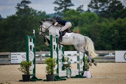 Caymus Argentinian Warmblood Jumper photo 1
