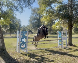 CMS Banter Warmblood Hunter photo 4