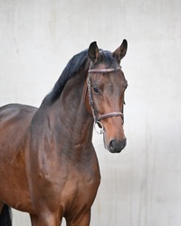 phenomenal German Warmblood Jumper photo 2
