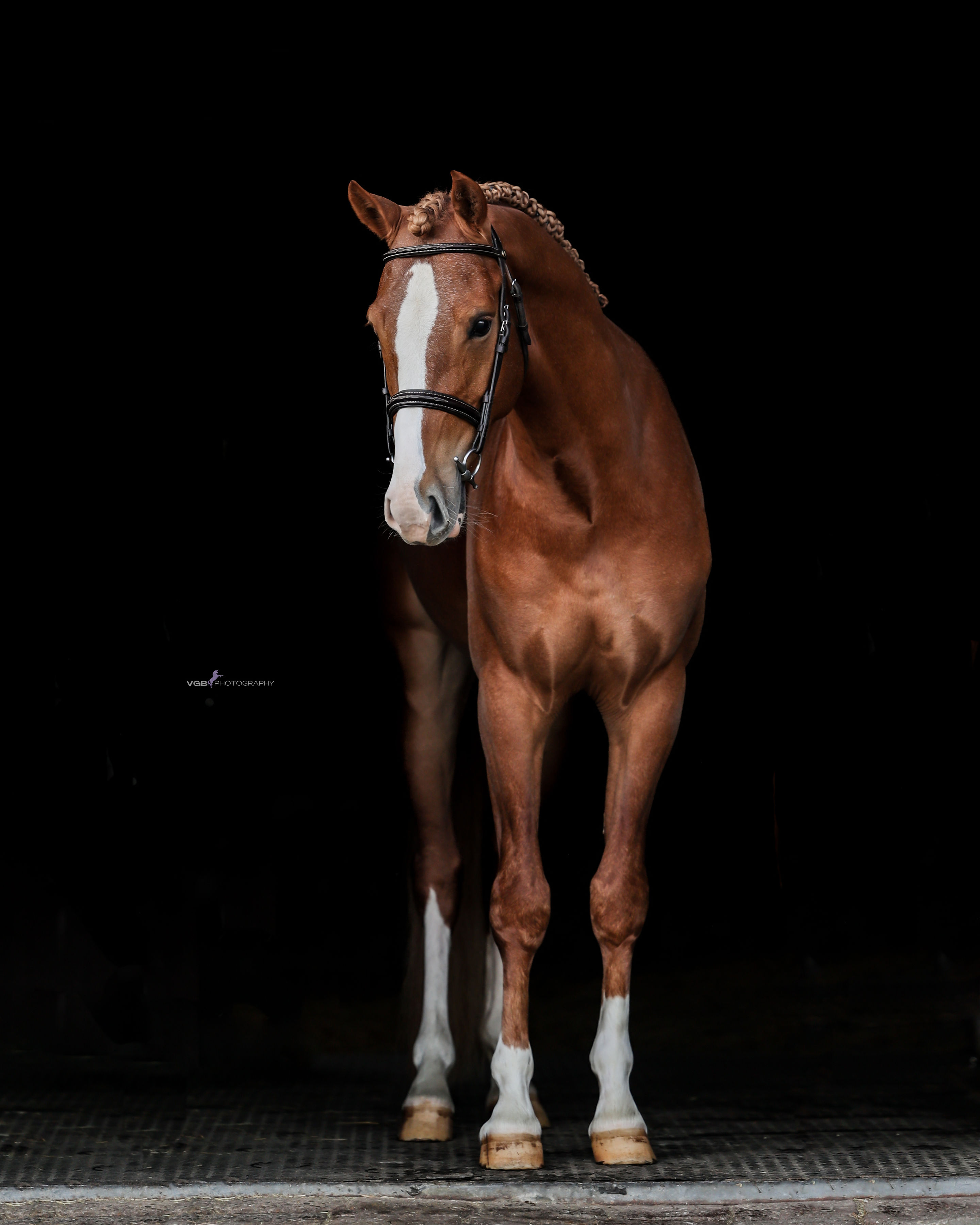 Unique German Riding Pony