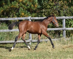 Oro Fiera QTM Westphalian Jumper photo 10