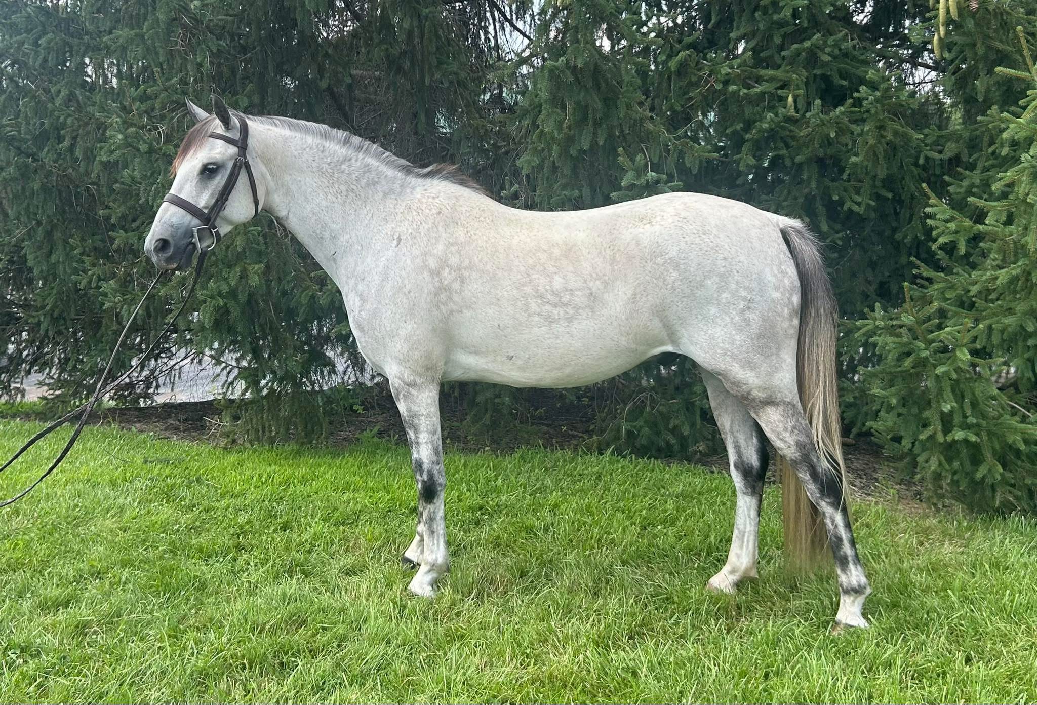 Tommy Two Step Welsh Pony