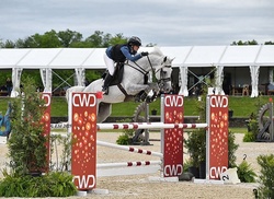 Conner De La Vie Z Belgian Warmblood Jumper photo 1