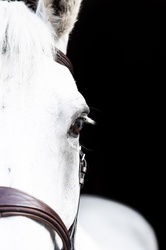 Remi Van De Vrunte Belgian Warmblood Jumper photo 2