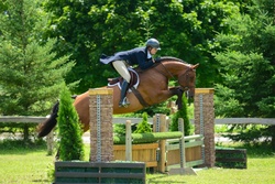 Cassadino Canadian Warmblood Jumper photo 1
