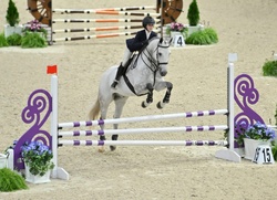 Cicerano Z Zangersheide Equitation photo 3