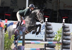 Ohio VDL Dutch Warmblood Hunter photo 8