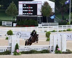 Acorn Welsh Cross Hunter photo 4
