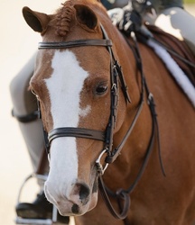 Beach Please Welsh Pony Hunter photo 3