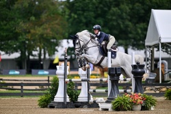 Conner De La Vie Z Belgian Warmblood Jumper photo 1