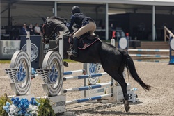 Ophelia Warmblood Jumper photo 1